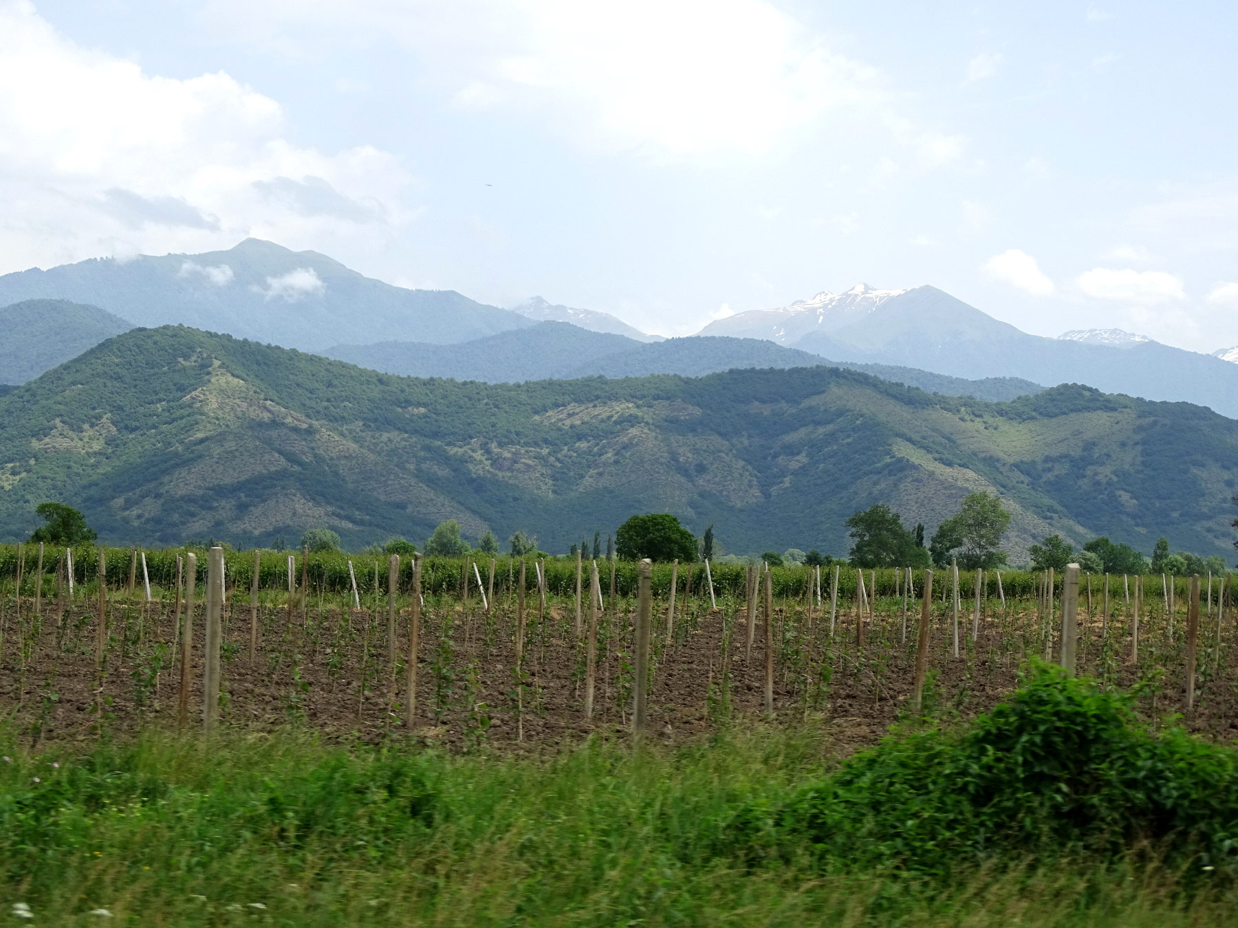 Telavi (თელავი, Телави)